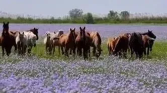 فیلم از مزارع گل‌ های کتان در نزدیکی آلماتی، قزاقستان
