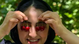 تصاویر؛ برداشت آلبالو و گیلاس از باغ‌های روستای کندر