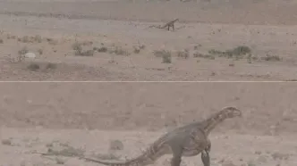 مشاهده دایناسور در مناطق بیابانی خراسان رضوی تکذیب شد
