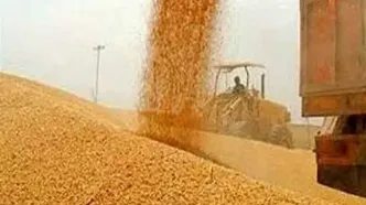 صدور مجوز واردات گندم صنف و صنعت + جزئیات