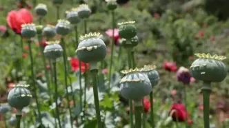 سفر در زمان؛ تصویری از یک «کارگاه فرآوری تریاک» در اصفهان در دوران قاجار
