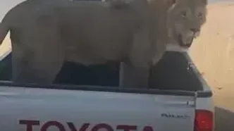 ویدئویی جنجالی از شیر نر و ببر پشت وانت!