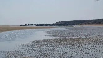 موج جدید آلودگی نفتی در سوزای قشم مشاهده شد