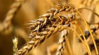 خرید تضمینی ۸میلیون تن گندم/مطالبات گندمکاران کی‌ پرداخت می‌شود؟