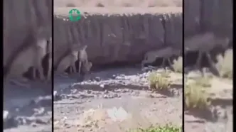 مشاهده مجدد هلیا و توله‌هایش در زیستگاه یوزپلنگ‌های خراسان شمالی