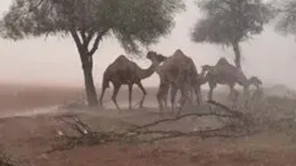 تگرگ شدید در امارات شترها را فراری داد