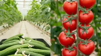 از این پس خیار و گوجه هم شناسنامه می‌گیرند
