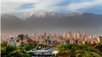 نباید در تهران کاج می‌کاشتیم!/ یک تصمیم اشتباه برای اکوسیستم پایتخت