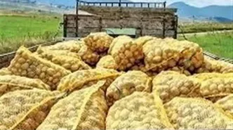 صادرات سیب زمینی تا آخر سال ممنوع شد