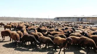 قیمت دام زنده امروز شنبه ۳۱ مرداد ۱۴۰۵
