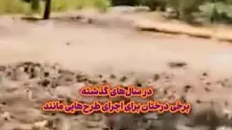 قصه چیتگر از بی ‌آبی تا ضربه تبر/ درختان چیتگر؛ قربانی کم‌آبی شدند یا پیمانکار؟