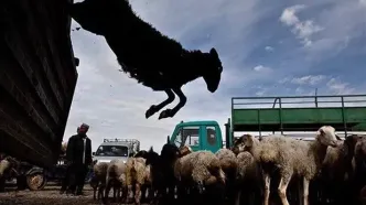کاهش ۳۰ درصدی قیمت دام زنده در بازار/ گرانی دام سبک در کشور‌های خلیج فارس