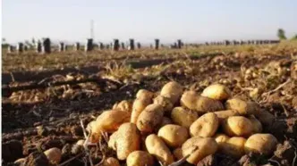 قیمت سیب‌زمینی باورنکردنی شد!