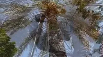 برداشت خرما از نخل‌هاى بین‌الحرمین