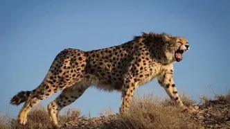 هلیا و توله‌هایش مجددا مشاهده شدند + فیلم