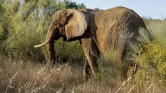 نجات معجزه آسای مرد گرفتار در سیلاب توسط یک فیل