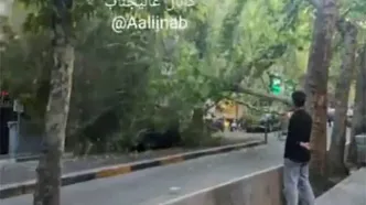لحظه سقوط ناگهانی درخت در فرشته تهران