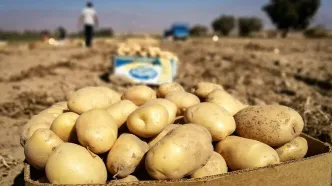 رونمایی از قیمت نجومی سیب زمینی
