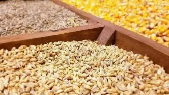 توقیف محموله ۲۵ تنی نهاده دامی قاچاق در شیروان