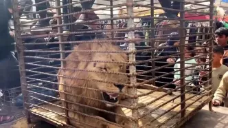 جنگ در غزه نفس حیوانات را هم گرفته است