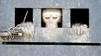 باغ وحش غیرقانونی انزلی پلمب شد
