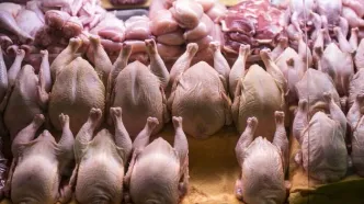 قیمت مرغ امروز شنبه ۱۷ مرداد ۱۴۰۵