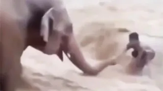 لحظه نجات مرد گرفتار در سیلاب توسط یک فیل