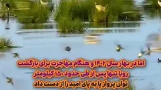قصه امید، رویا و پایان یک مهاجرت/  روایت آخرین درنای سیبری در ایران