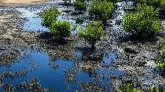 ۹۰هزار مترمربع از دریای جنوب نفتی شد