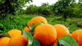 هشدار قرمز جهاد کشاورزی؛ حمله گسترده مگس میوه به باغات مرکبات مازندران