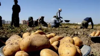 صادرات سیب‌ زمینی تا پایان سال ممنوع شد