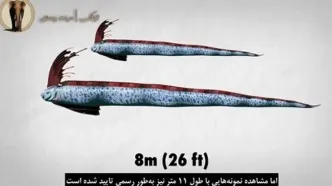 ماهی ترسناکی که پیام‌آور زلزله و سونامی است