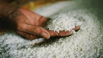 رونمایی از برنج آمریکایی در بازار ایران/مبدا واردات کجاست؟