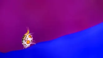 تصاویر؛ فینالیست‌های مسابقه عکاسی اقیانوس؛ از اسب‌ دریایی تا نهنگ‌های قاتل