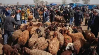 قیمت دام زنده امروز شنبه ۱۰ مرداد ۱۴۰۵