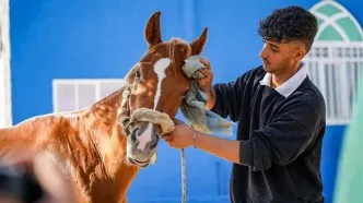 تصاویر؛ حرکت اسب‌سواران به سوی حرم رضوی