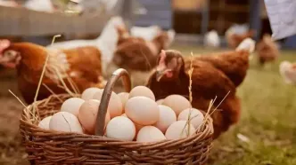 حمله کیهان به دولت: صادرات مرغ و تخم مرغ و تن ماهی را چرا آزاد کردید؟
