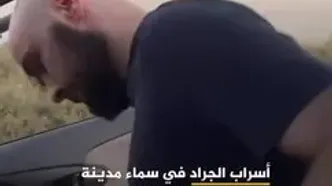 هجوم گسترده ملخ‌ها به داغستان
