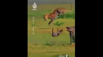 دفاع خشمگینانه گراز مادر در برابر پلنگ