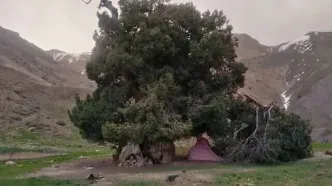 پیشنهاد ارتقای سطح حفاظتی ۳ منطقه طبیعی کشور در شورای عالی حفاظت محیط‌زیست