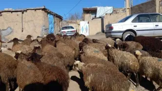 قیمت دام زنده امروز یکشنبه ۲۲ شهریور ۱۴۰۵
