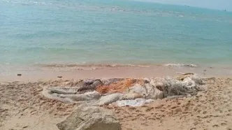 برخورد با شناور باعث مرگ نهنگ ۱۰ تنی در بندرچارک شد
