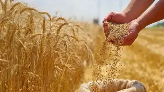 واریز ۷۳.۴ همت دیگر از مطالبات گندم‌کاران