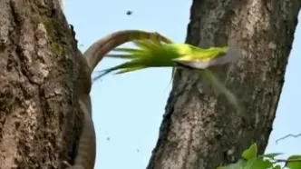 شکار بچه طوطی نگون‌بخت توسط بزمجه