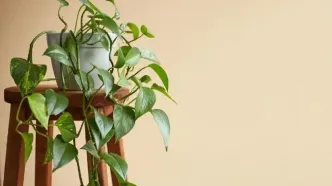 راهنمای نگهداری پتوس در خانه؛ از آبیاری و نور تا تکثیر و رفع مشکلات