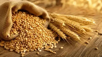 ادامه ثبت سفارش گندم معمولی تا پایان سال جاری