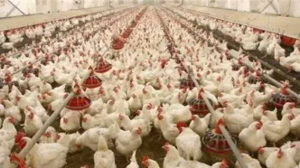 وزیر جهادکشاورزی: مرغداران برای تأمین سوخت نگرانی نداشته باشند