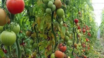 مجوز شهرک زنجیره ارزش تولیدات کشاورزی تصویب شد