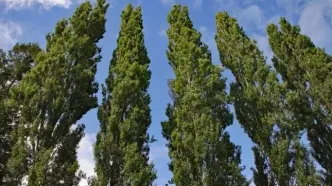 درخت‌ها عضله دارند!