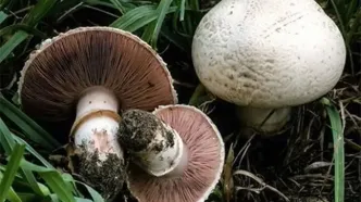 مرگ تلخ خانواده سمنانی پس از یک اشتباه مرگبار